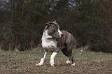 AMSTAFF ADULT 383